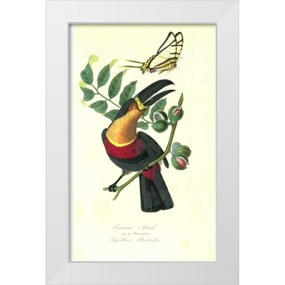 Anonymous, 1842 21x32 White Modern Wood Framed Museum Art Print Titled - Toucan on Nutmeg Tree