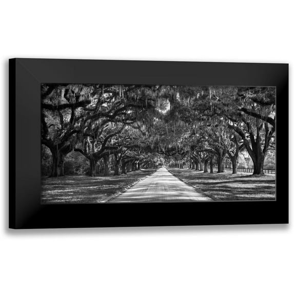 Anonymous 18x11 Black Modern Framed Museum Art Print Titled - Tree lined plantation entrance, South Carolina