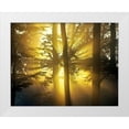 thumbnail image 1 of Anonymous 18x15 White Modern Wood Framed Museum Art Print Titled - Light Through the Trees I, Color, 1 of 4