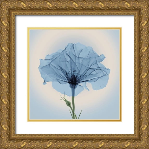 Anonymous 20x20 Gold Ornate Wood Framed with Double Matting Museum Art Print Titled - Bud in Bloom, Blue