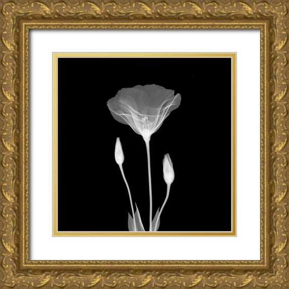 Anonymous 20x20 Gold Ornate Wood Framed with Double Matting Museum Art Print Titled - Poppy in Lace