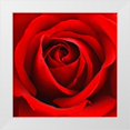 thumbnail image 1 of Anonymous 20x20 White Modern Wood Framed Museum Art Print Titled - Scarlet Rose, 1 of 4