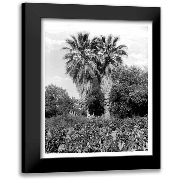 Anonymous 20x24 Black Modern Framed Museum Art Print Titled - Old Palm Trees, South Pasadena, c1910