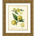 thumbnail image 1 of Anonymous 20x24 Gold Ornate Wood Framed with Double Matting Museum Art Print Titled - Lemon Plant Botanical, 1 of 4