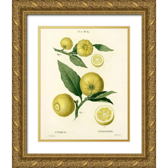 Anonymous 20x24 Gold Ornate Wood Framed with Double Matting Museum Art Print Titled - Lemon Plant Botanical