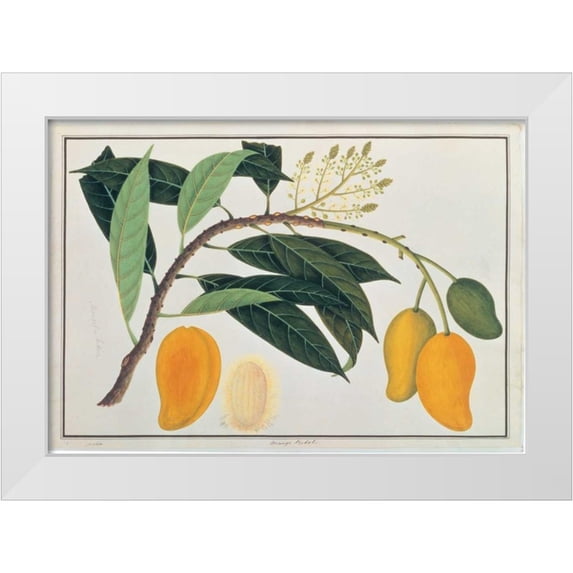 Anonymous 24x18 White Modern Wood Framed Museum Art Print Titled - Mango