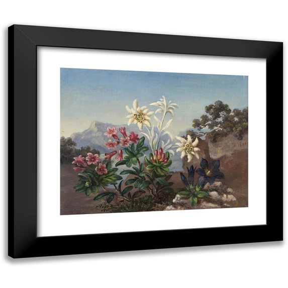 Anonymous 24x20 Black Modern Framed Museum Art Print Titled - Alpine Flowers (1867)