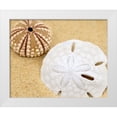 thumbnail image 1 of Anonymous 24x20 White Modern Wood Framed Museum Art Print Titled - Sand Dollar and Sea Urchin, 1 of 4