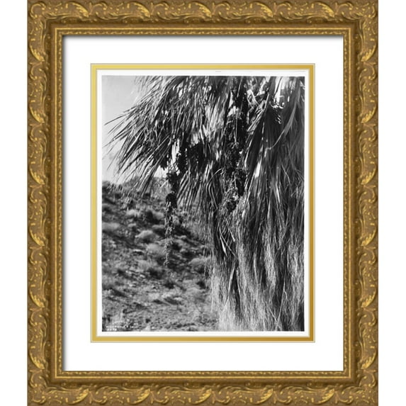Anonymous 26x32 Gold Ornate Wood Framed with Double Matting Museum Art Print Titled - Fan Palm, Fruit, c 1910