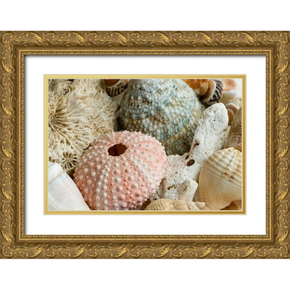 Anonymous 32x23 Gold Ornate Wood Framed with Double Matting Museum Art Print Titled - Sea Urchins