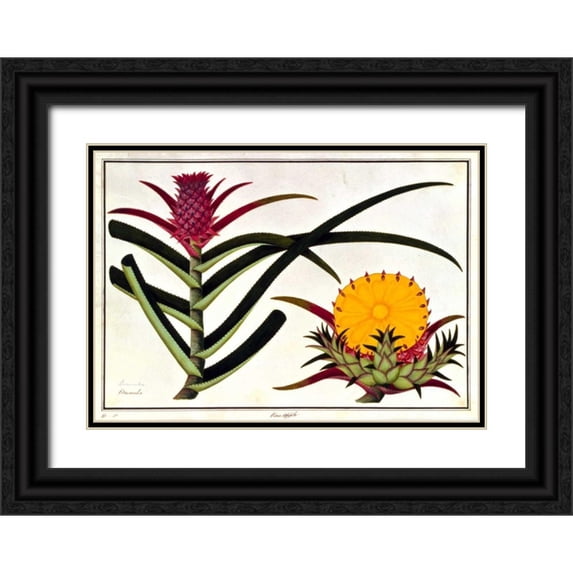 Anonymous 32x24 Black Ornate Wood Framed with Double Matting Museum Art Print Titled - Pineapple