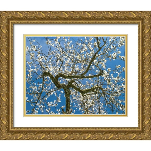 Anonymous 32x26 Gold Ornate Wood Framed with Double Matting Museum Art Print Titled - Almond Blossoms in Spring
