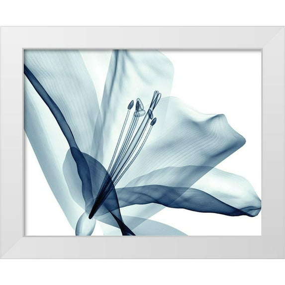 Anonymous 32x26 White Modern Wood Framed Museum Art Print Titled - Transparent Floral Beauty