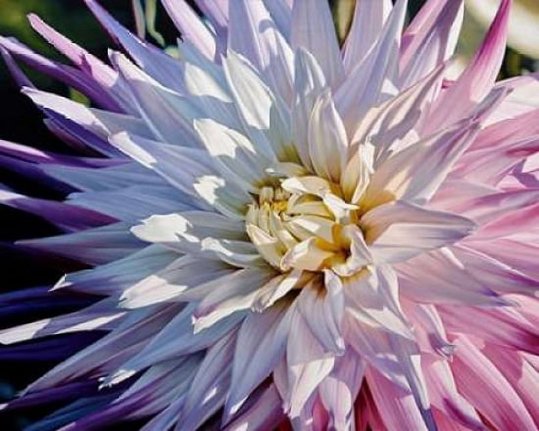Another Dazzling Dahlia Canvas Art - Michael Schuh (24 x 30)