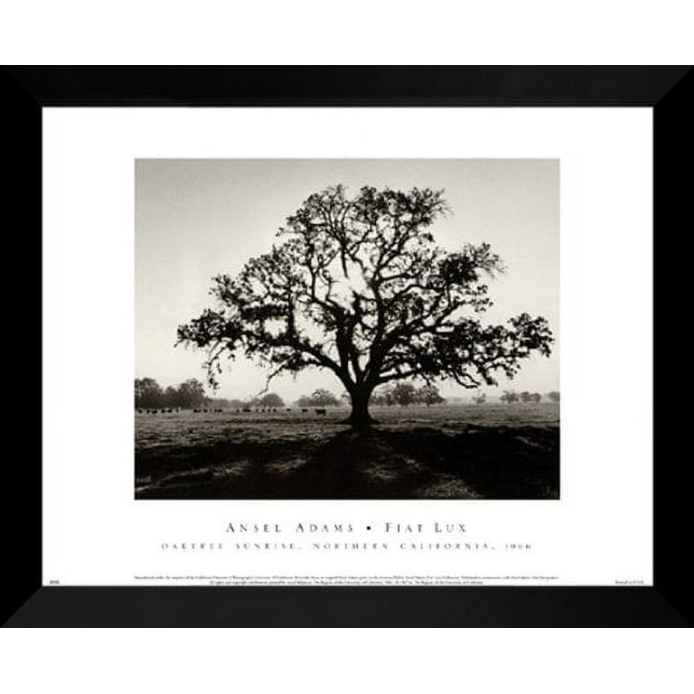 Oak Tree/アンセル アダムス/ポスター Oak Tree/アンセル アダムス/ポスター Oak Tree, Sunset City by