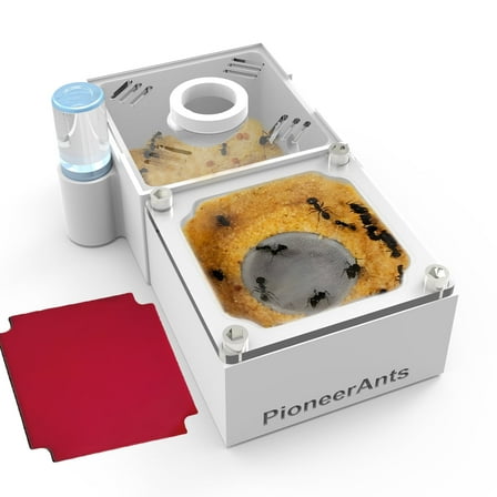 Ant Nest Farm Made with Gypsum for Adult for Living Queen Ant Colony Formicarium