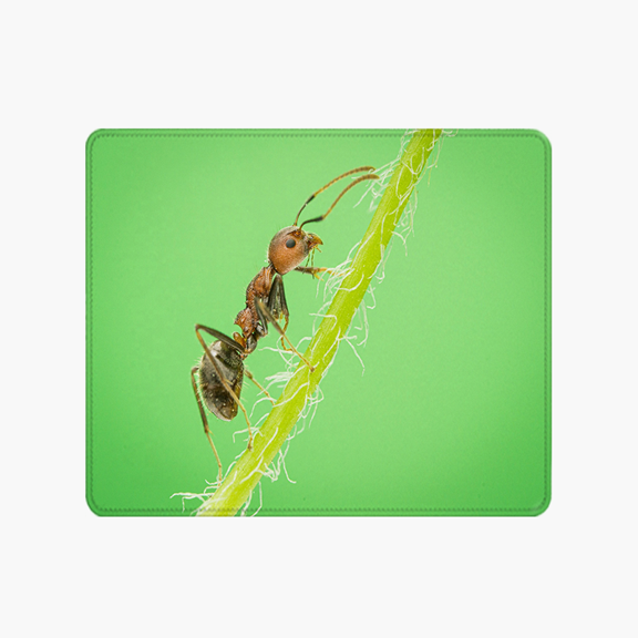Ant on Green Stem Mouse Pad 9.44 x 7.87 Inches Nature Photo Design for Desk and Gaming