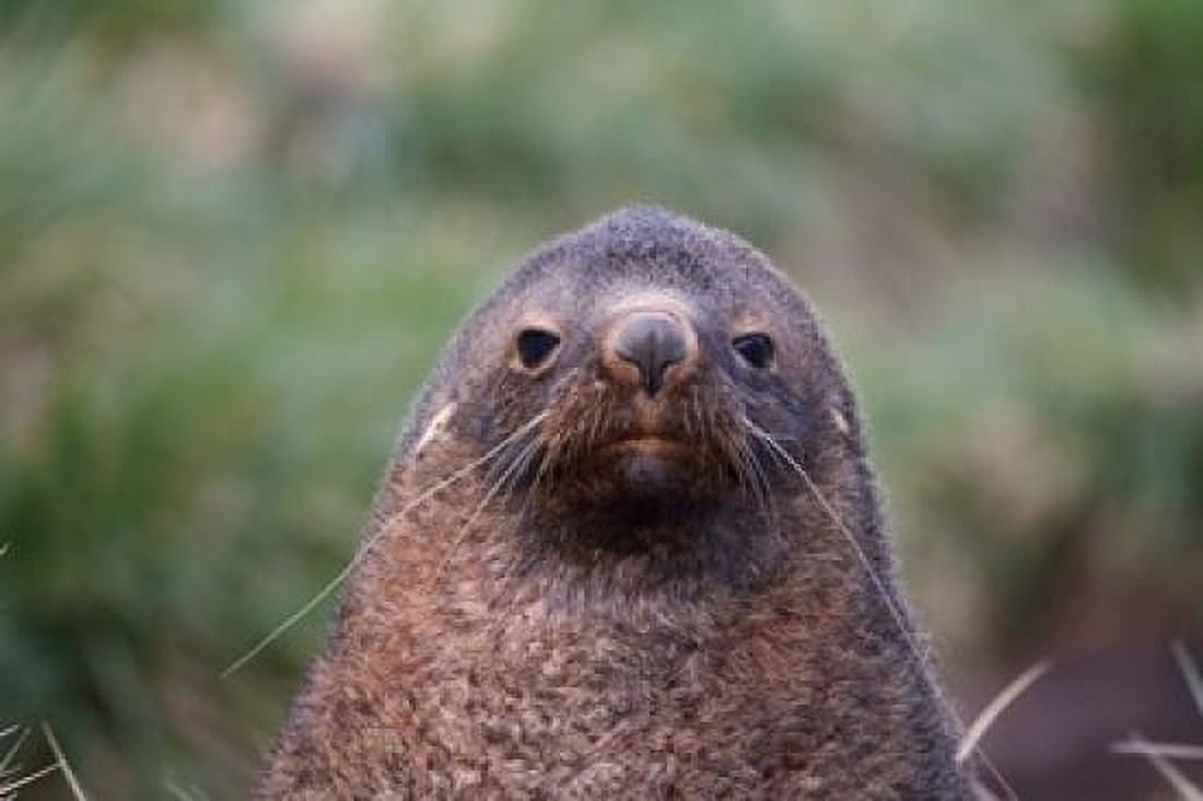 Antarctic Fur Seal Cooper Baby South Georgia Antarctica Canvas Art - Keren Su DanitaDelimont (24 x 15)