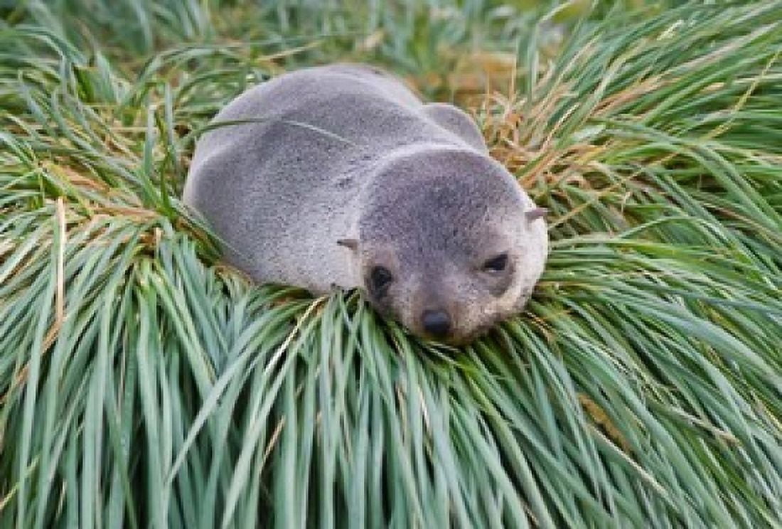 Antarctic Fur Seal Hercules Bay South Georgia Antarctica Canvas Art - Keren Su DanitaDelimont (35 x 24)