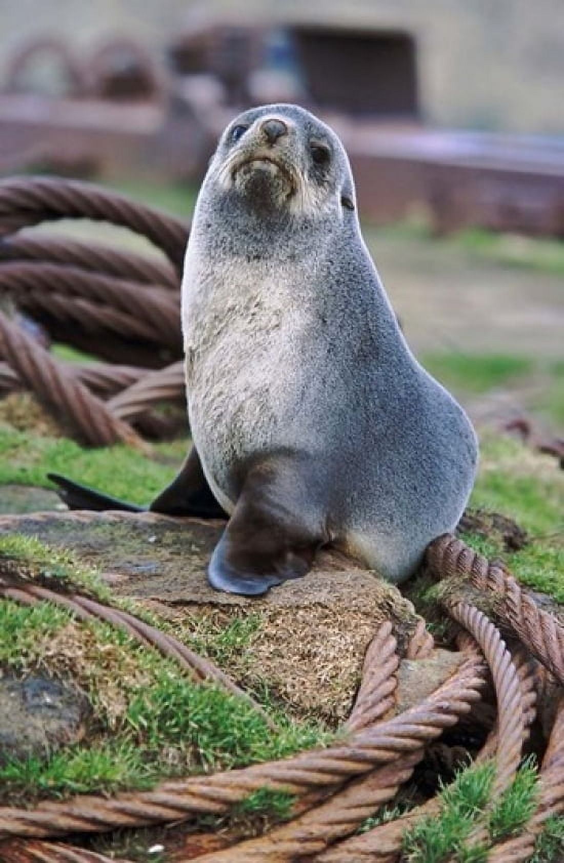 Antarctic Fur Seal sitting on ropes South Georgia Sub-Antarctica Canvas Art - Martin Zwick DanitaDelimont (12 x 18)