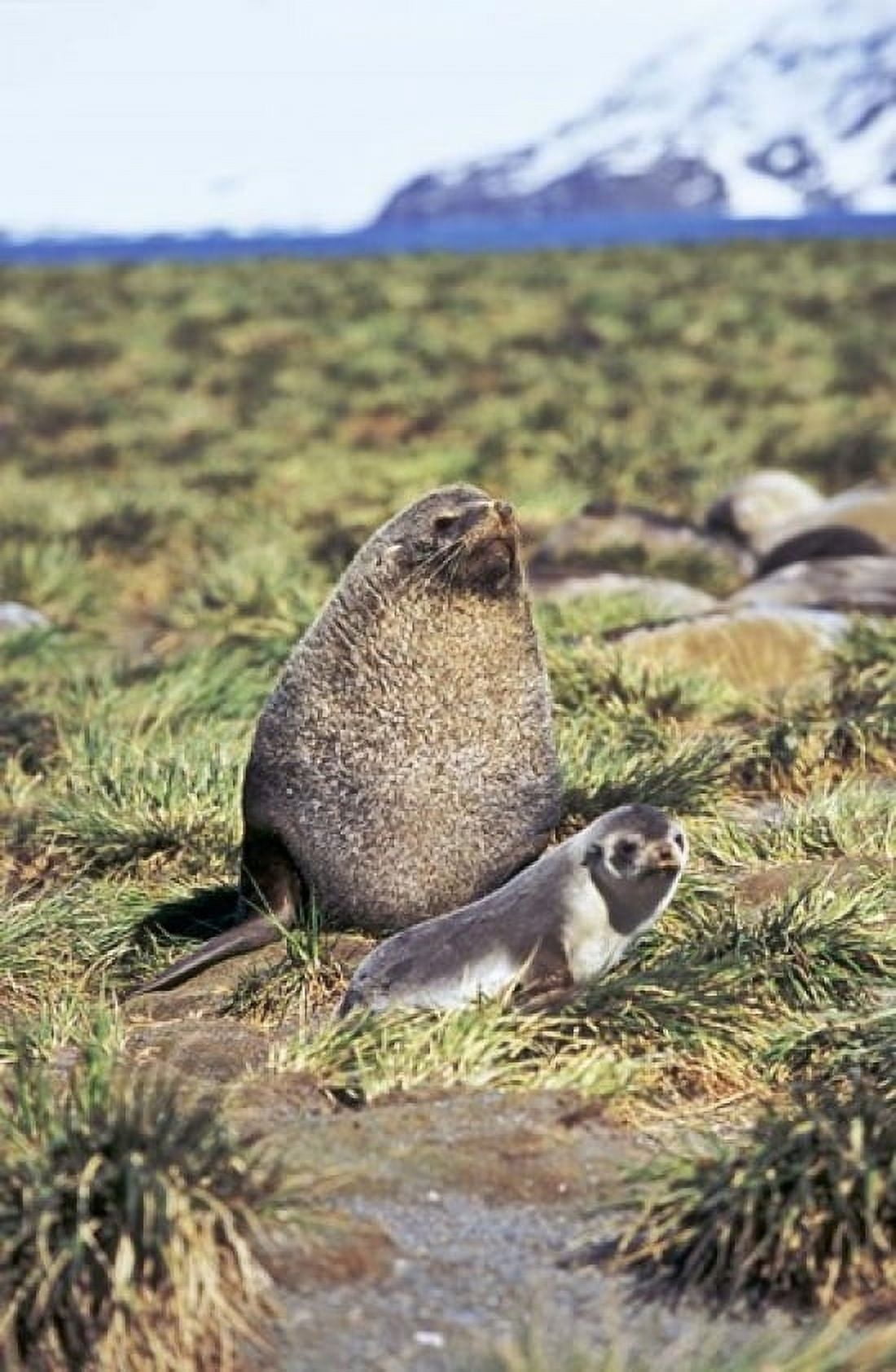 Antarctic Fur Seal with pup South Georgia Sub-Antarctica Canvas Art - Martin Zwick DanitaDelimont (12 x 18)