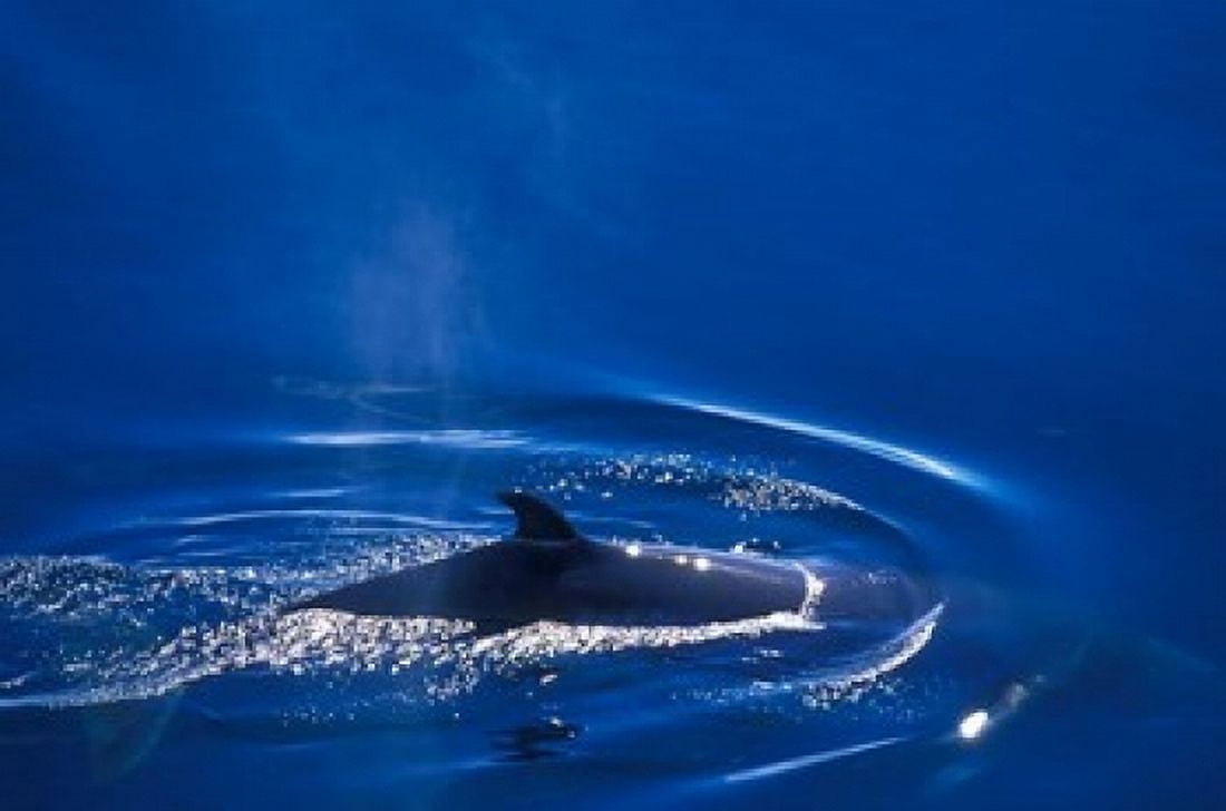 Antarctic Minke Whale Boothe Island Lemaire Channel Antarctica Canvas Art - Paul Souders DanitaDelimont (36 x 24)