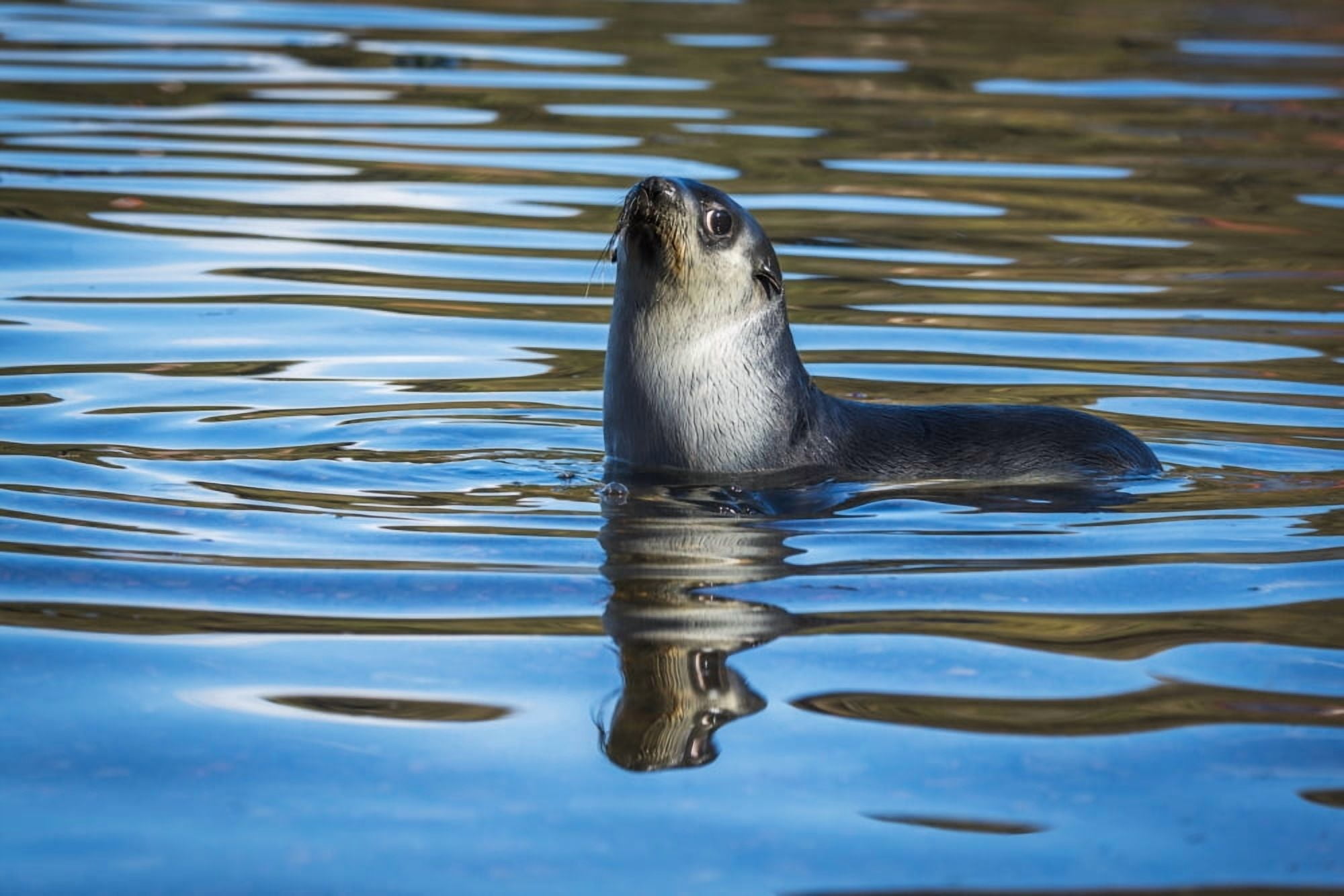 Antarctic fur seal (Arctocephalus gazella) reflected in rippled water Antarcitca Canvas Art - Nick Dale Design Pics (19 x 12)