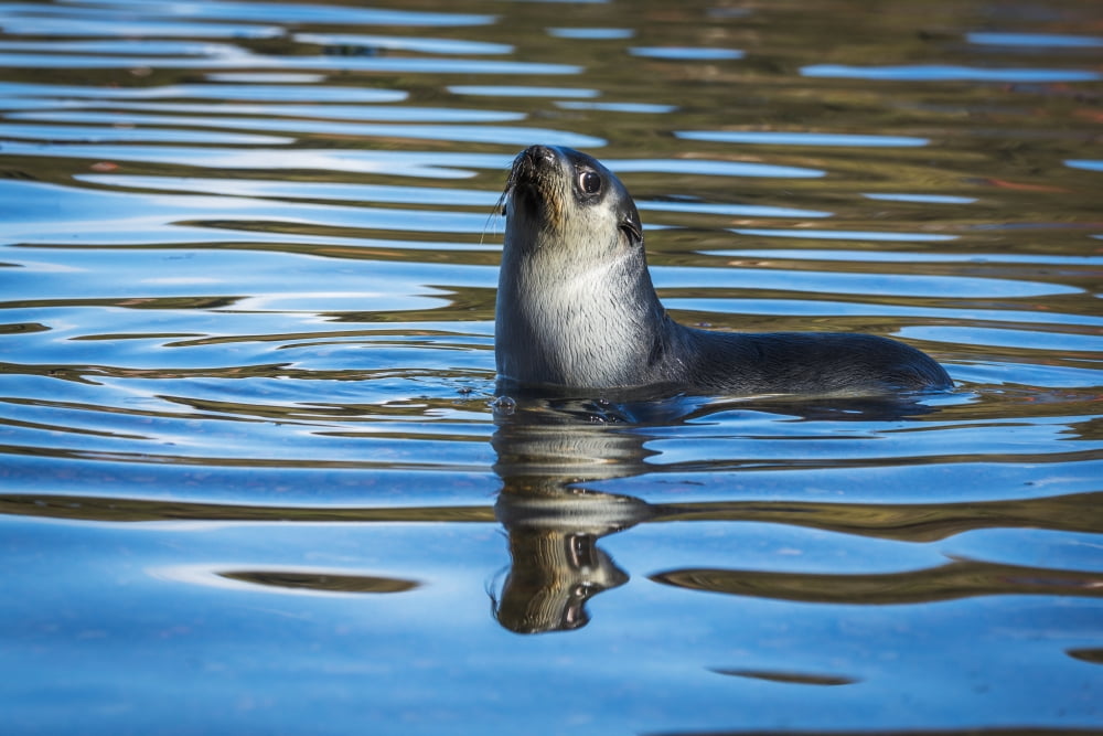 Antarctic fur seal (Arctocephalus gazella) reflected in rippled water Antarcitca Canvas Art - Nick Dale Design Pics (38 x 24)