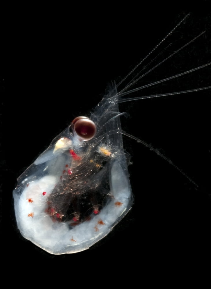Antarctic krill (Euphausia superba) Southern Ocean Antarctica Canvas Art - Steve JonesStocktrek Images (12 x 17)