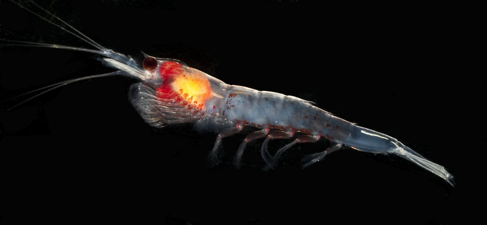 Antarctic krill (Euphausia superba) Southern Ocean Antarctica Canvas Art - Steve JonesStocktrek Images (21 x 10)