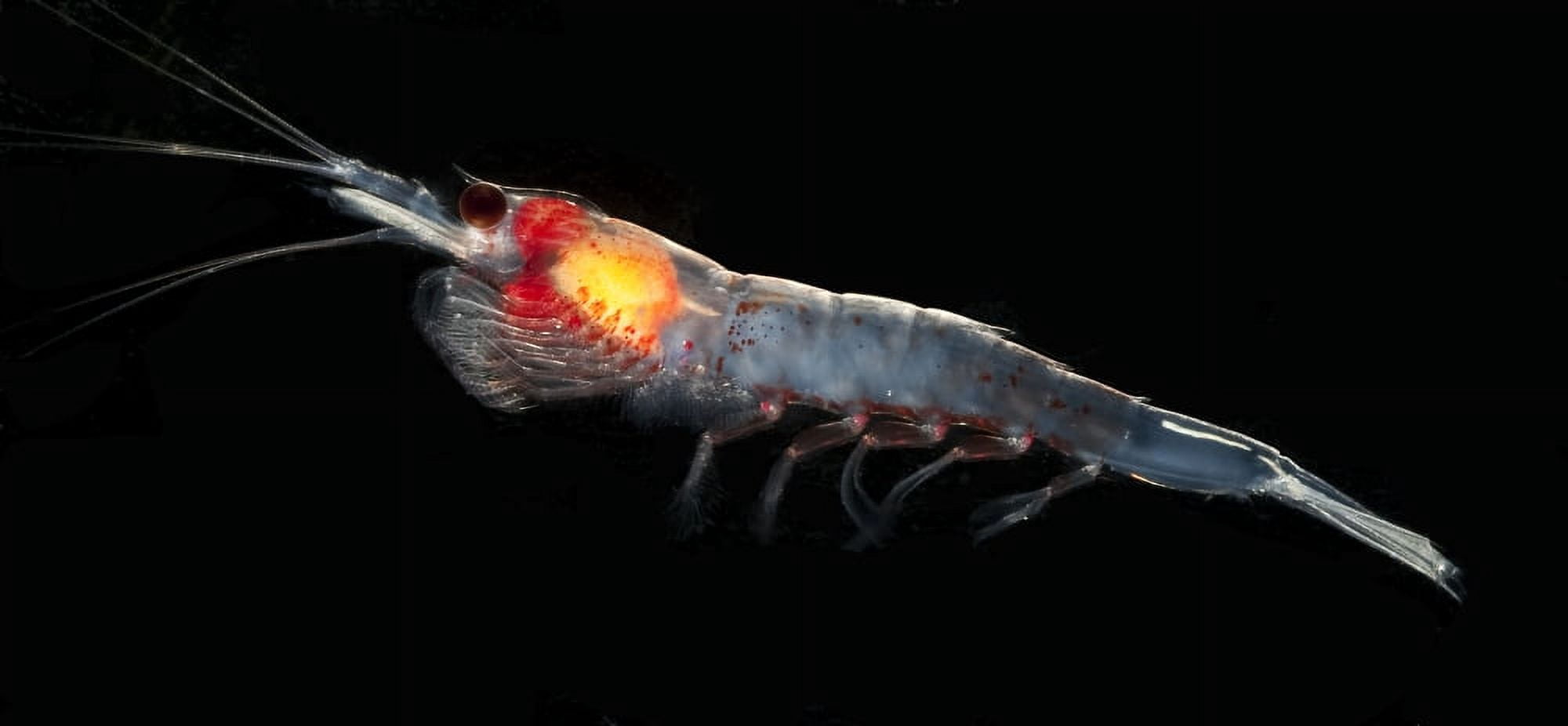 Antarctic krill (Euphausia superba) Southern Ocean Antarctica Canvas Art - Steve JonesStocktrek Images (41 x 19)