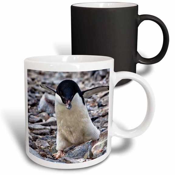 3drose, Antarctica. Adelie Penguin Gathers a Pebble for a Nest., 11oz Magic Transforming Mug