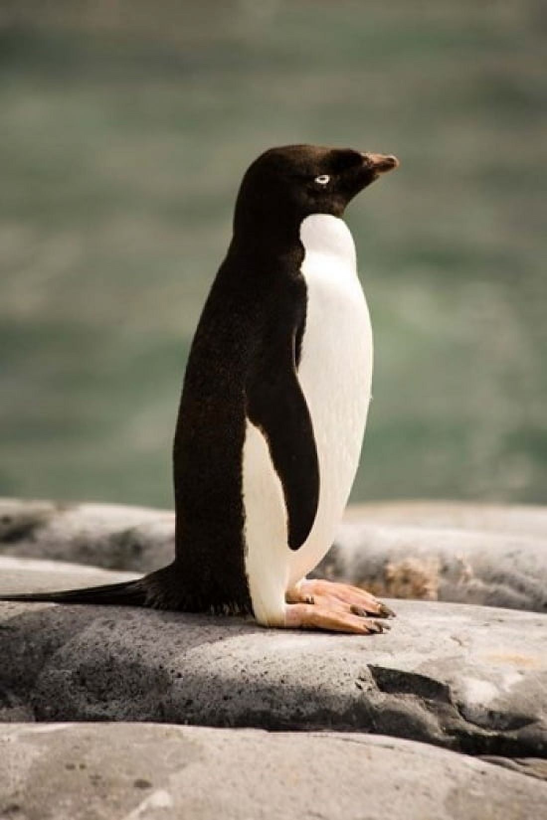 Antarctica Adelie penguin Canvas Art - Dave Bartruff DanitaDelimont (11 x 17)