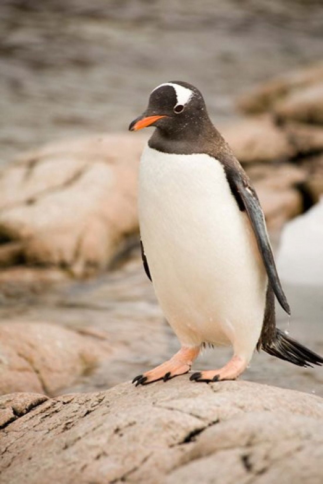 Antarctica Adult Gentoo penguins on rocky shoreline Canvas Art - Dave Bartruff DanitaDelimont (24 x 35)
