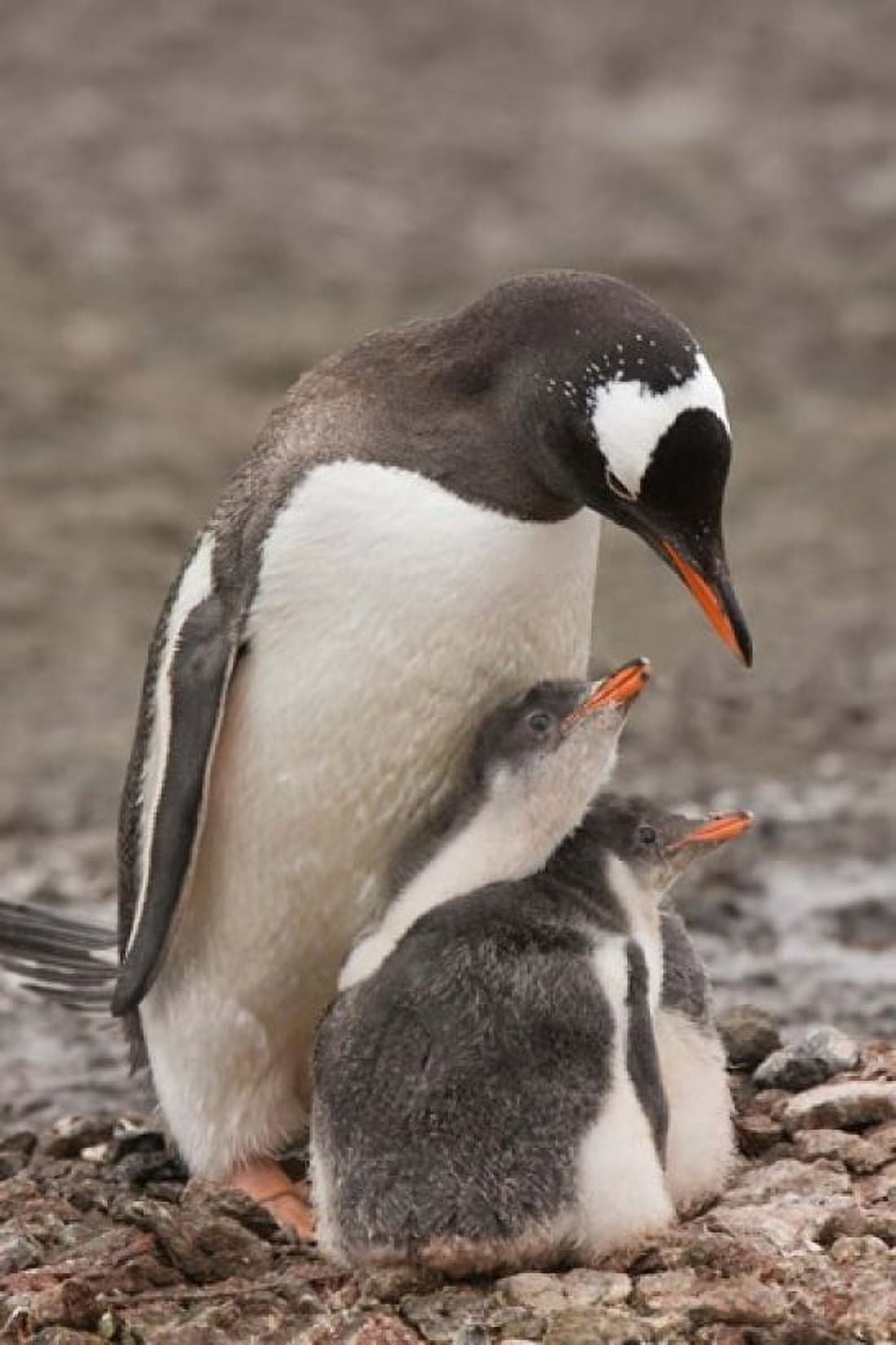 Antarctica Aitcho Island Gentoo penguin Canvas Art - Jaynes Gallery DanitaDelimont (24 x 35)