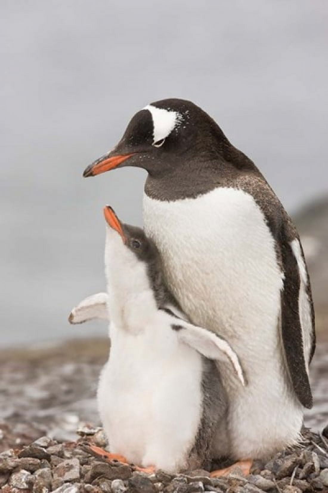 Antarctica Aitcho Island Gentoo penguin chick Canvas Art - Jaynes Gallery DanitaDelimont (18 x 24)