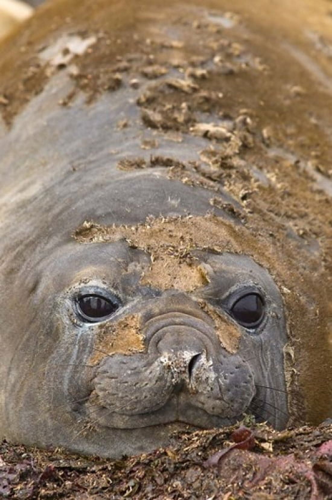 Antarctica Aitcho Island Southern elephant seals Canvas Art - Michael DeFreitas DanitaDelimont (24 x 35)