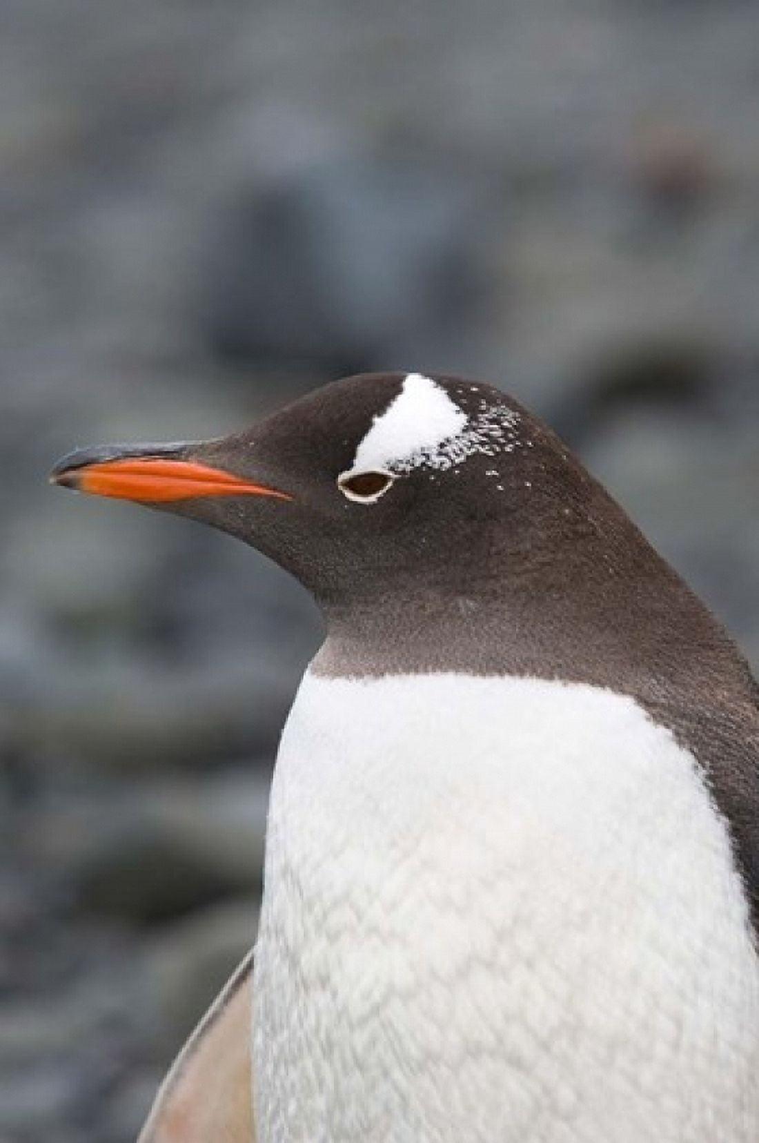 Antarctica Aitcho Islands Gentoo penguin beach Canvas Art - Michael DeFreitas DanitaDelimont (12 x 17)
