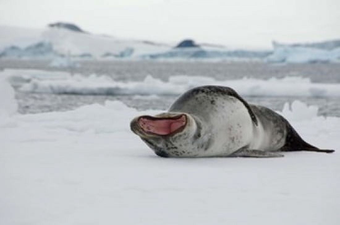 Antarctica Antarctic Sound Leopard seal Canvas Art - Cindy Miller Hopkins DanitaDelimont (17 x 11)