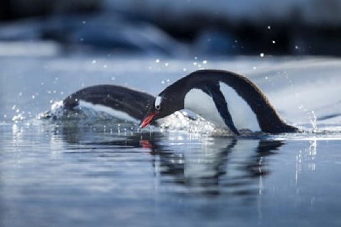 Antarctica Anvers Island Gentoo Penguins diving into water Canvas Art - Paul Souders DanitaDelimont (35 x 23)
