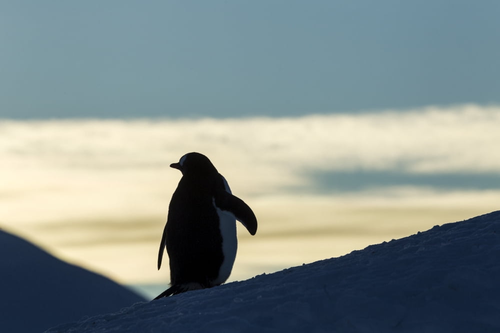 Antarctica Anvers Island Silhouette of Gentoo Penguin (Pygoscelis papua) standing at dusk in rookery near Port Lockroy Canvas Art - Paul Souders Design Pics (19 x 12)