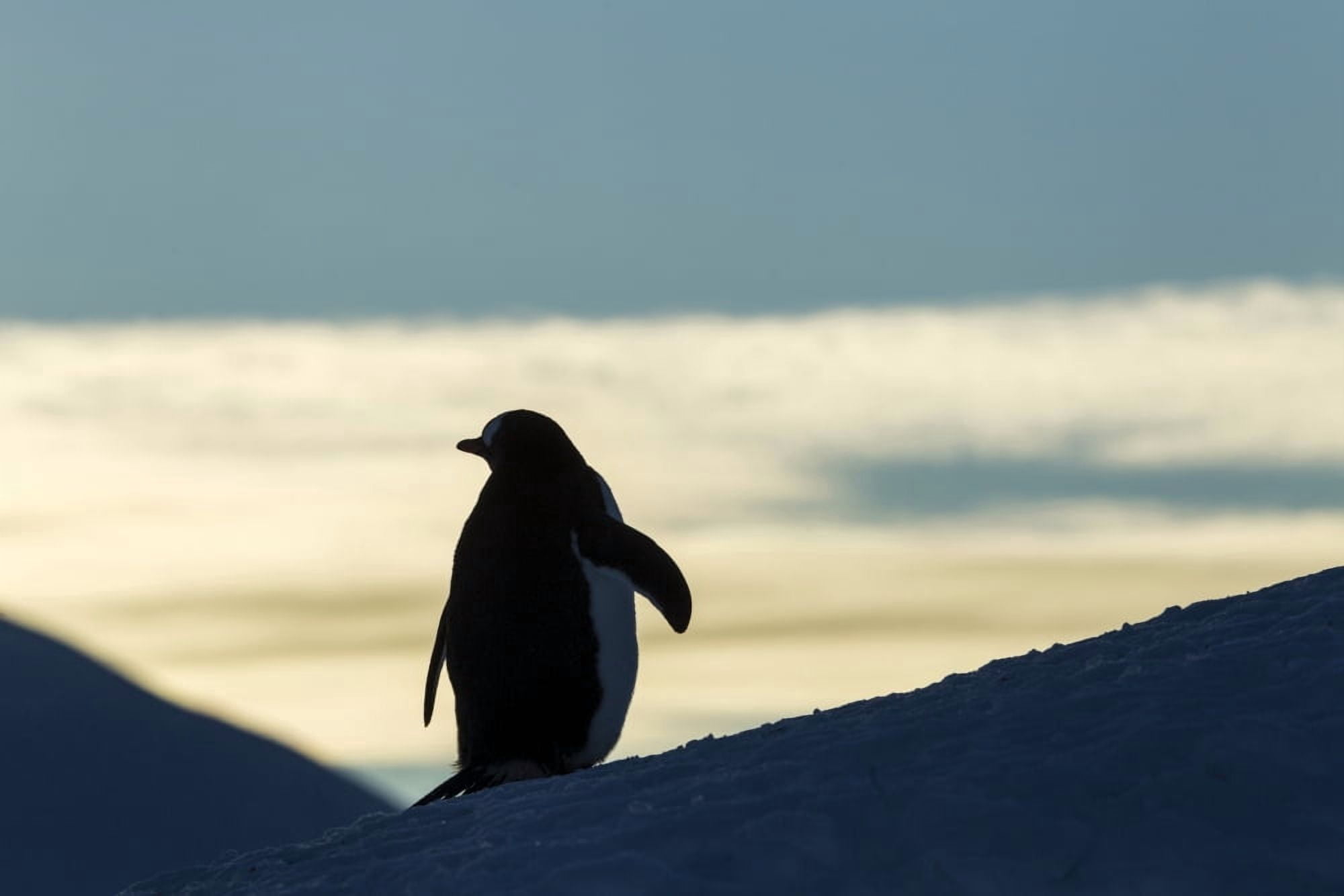 Antarctica Anvers Island Silhouette of Gentoo Penguin (Pygoscelis papua) standing at dusk in rookery near Port Lockroy Canvas Art - Paul Souders Design Pics (38 x 24)