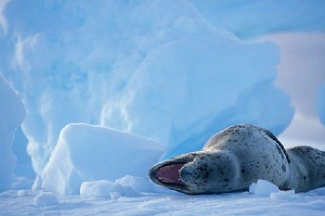 Antarctica Boothe Isl Lemaire Channel Leopard Seal Canvas Art - Paul Souders DanitaDelimont (36 x 24)