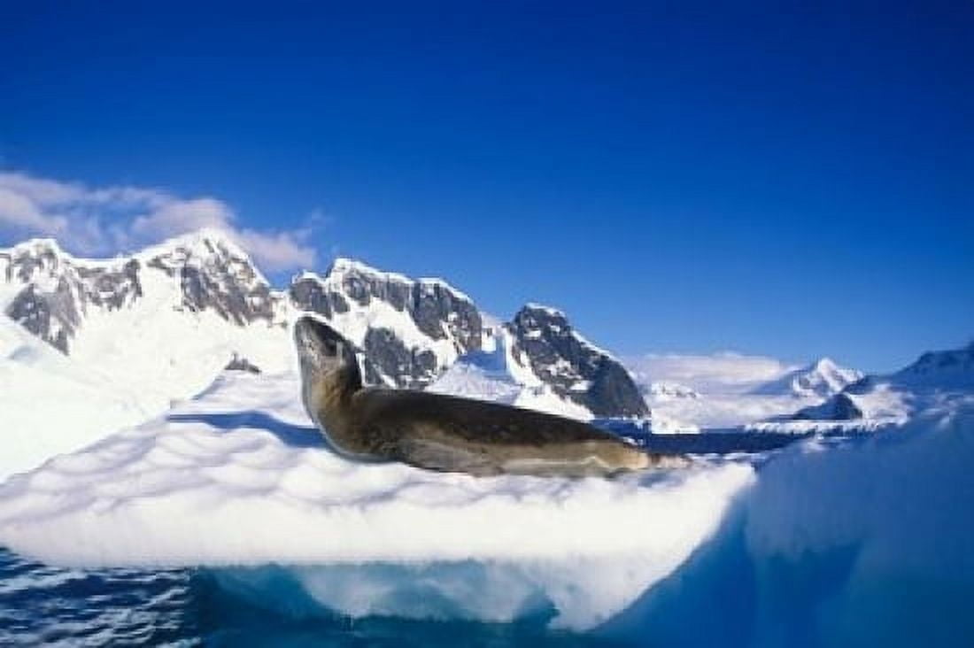 Antarctica Boothe Island Leopard Seal iceberg Canvas Art - Paul Souders DanitaDelimont (18 x 12)
