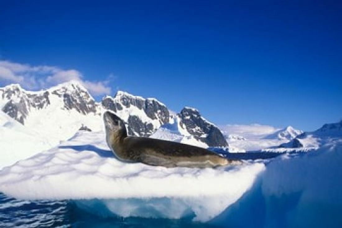 Antarctica Boothe Island Leopard Seal iceberg Canvas Art - Paul Souders DanitaDelimont (36 x 24)