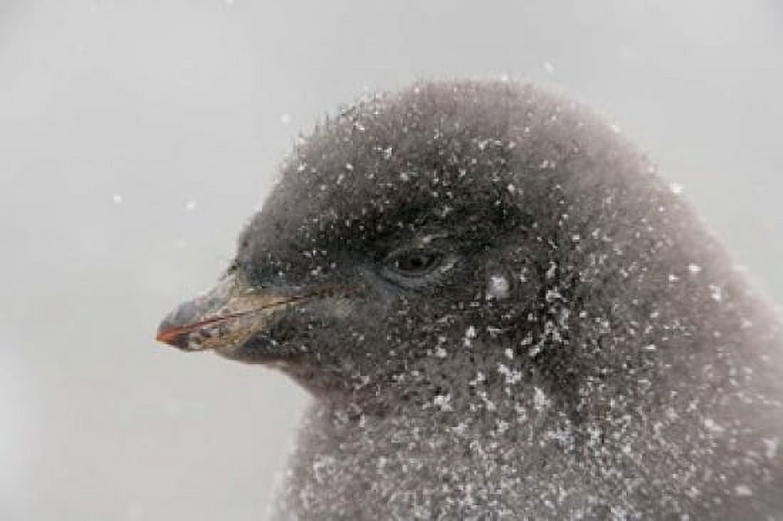 Antarctica Brown Bluff Adelie penguin chick Canvas Art - Jaynes Gallery DanitaDelimont (17 x 11)