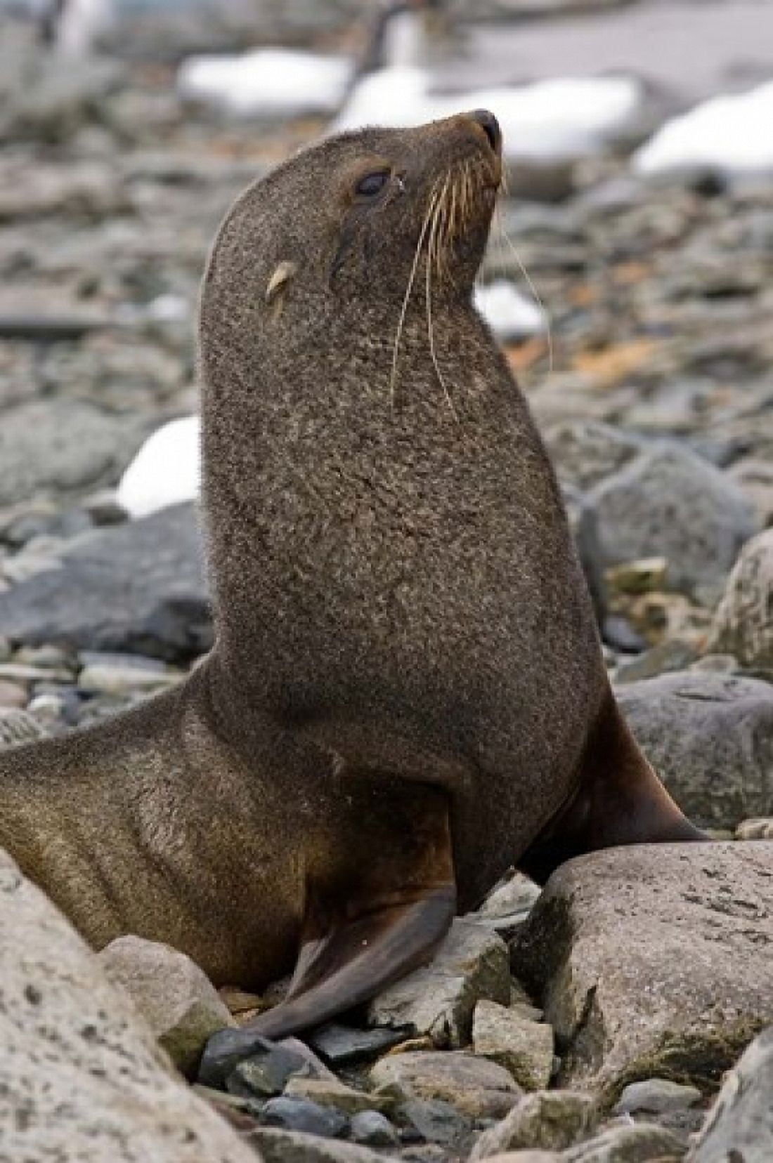 Antarctica Cuverville Island Antarctic fur seal Canvas Art - Michael DeFreitas DanitaDelimont (12 x 17)