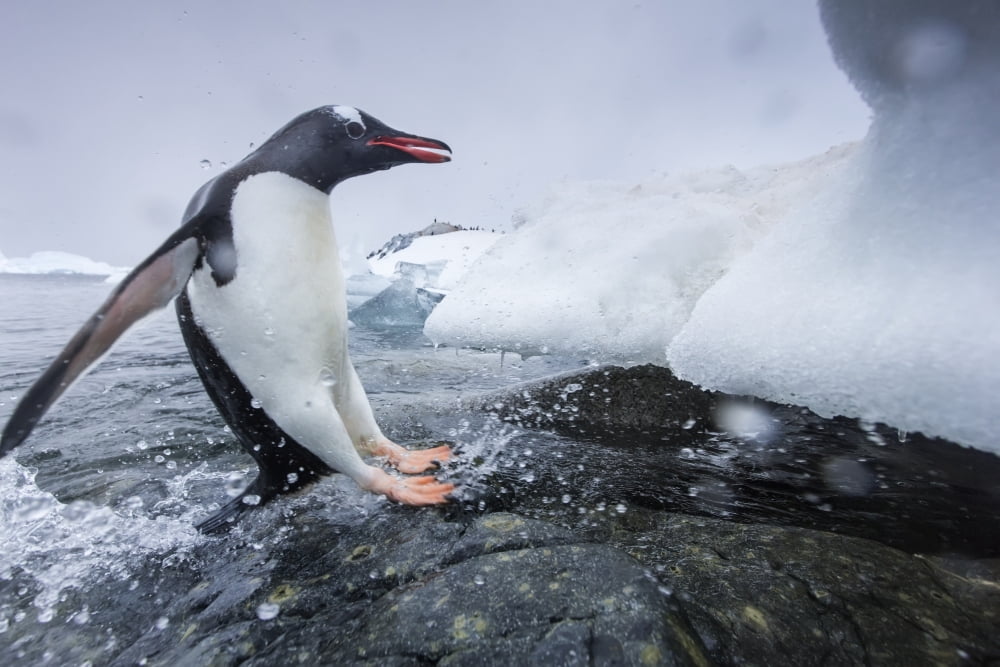 Antarctica Cuverville Island Gentoo Penguin (Pygoscelis papua) leaping from water onto shoreline Canvas Art - Paul Souders Design Pics (19 x 12)