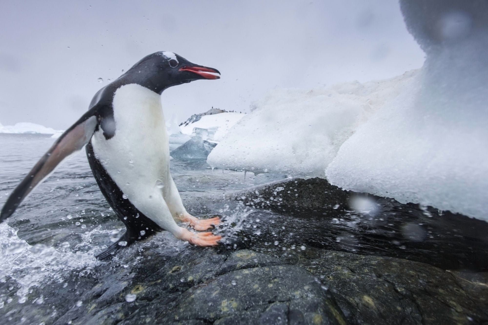 Antarctica Cuverville Island Gentoo Penguin (Pygoscelis papua) leaping from water onto shoreline Canvas Art - Paul Souders Design Pics (38 x 24)