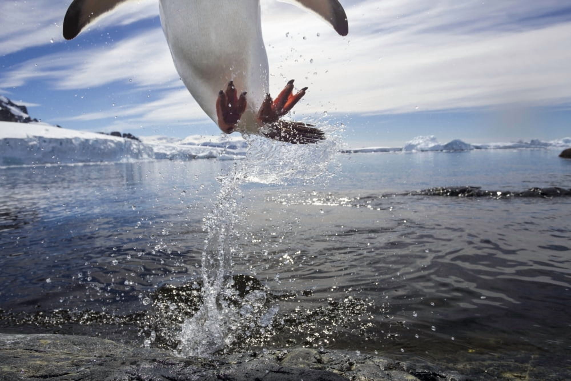 Antarctica Cuverville Island Gentoo Penguin(Pygoscelis papua) leaping from water to rocky shoreline Canvas Art - Paul Souders  Design Pics (19 x 12)